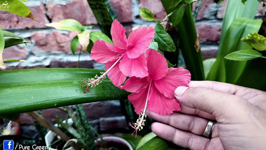 Hibiscus Plant Flowers
