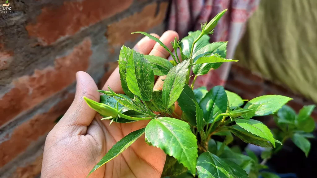 Hibiscus Buds