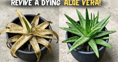 Why Your Aloe Vera Plant Is Turning Brown & Soft?