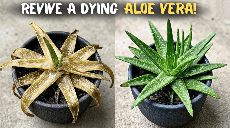 Why Your Aloe Vera Plant Is Turning Brown & Soft?