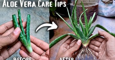 Can We Grow Aloe Vera Plant From Cutting? (5-Care Tips)