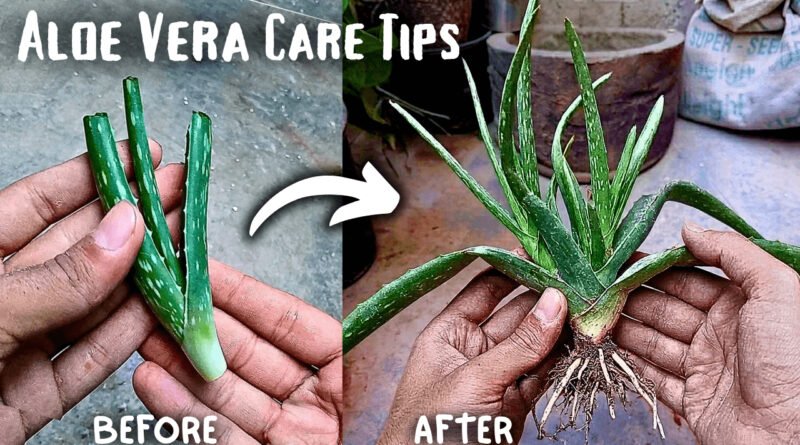 Can We Grow Aloe Vera Plant From Cutting? (5-Care Tips)