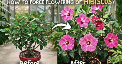 Why Your Hibiscus Plant is not Flowering, & How I Fixed Mine?