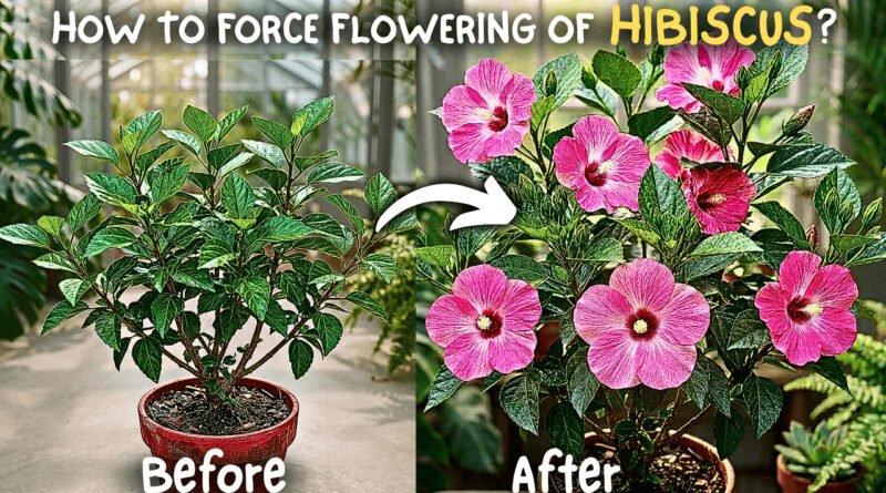 Why Your Hibiscus Plant is not Flowering, & How I Fixed Mine?