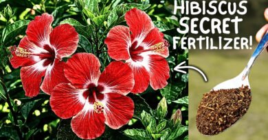 Hibiscus Plant Secret Growing Tips For Max. Flowering!