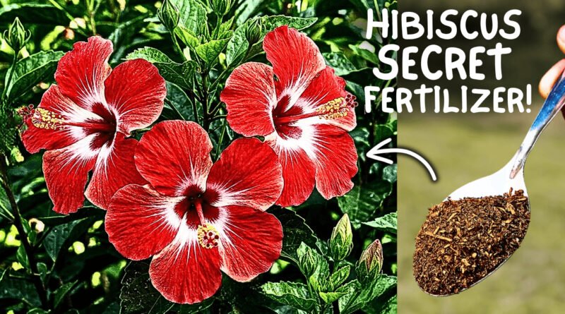 Hibiscus Plant Secret Growing Tips For Max. Flowering!