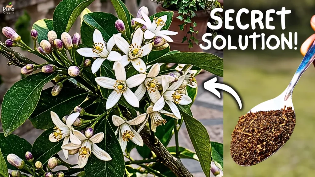 4 Reasons / Why Is My Lemon Plant Not Flowering? & How to Fix it?