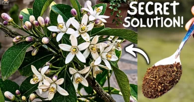 4 Reasons / Why Is My Lemon Plant Not Flowering? & How to Fix it?
