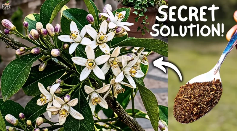 4 Reasons / Why Is My Lemon Plant Not Flowering? & How to Fix it?