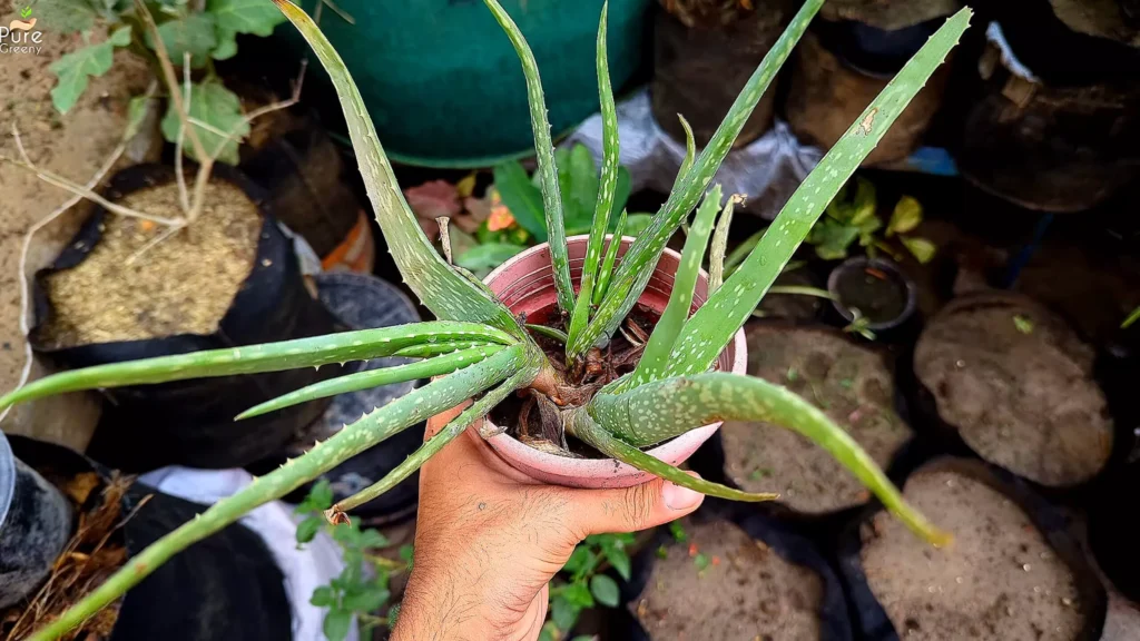 Growing Aloe vera from Cutting