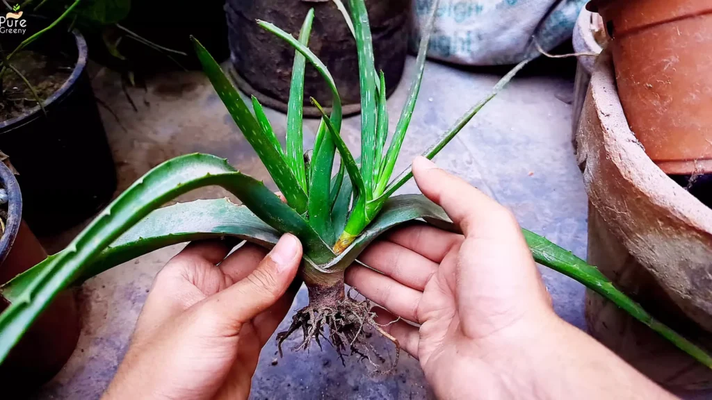 Growing Aloe vera from Cutting