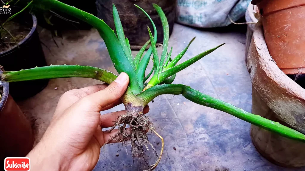 Growing Aloe vera from Cutting