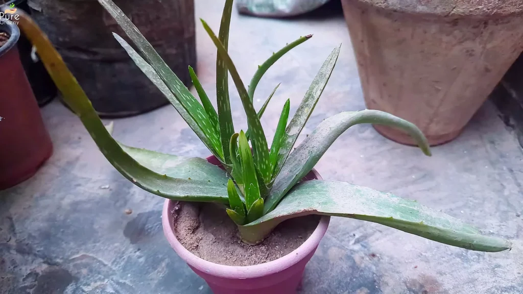Growing Aloe vera from Cutting