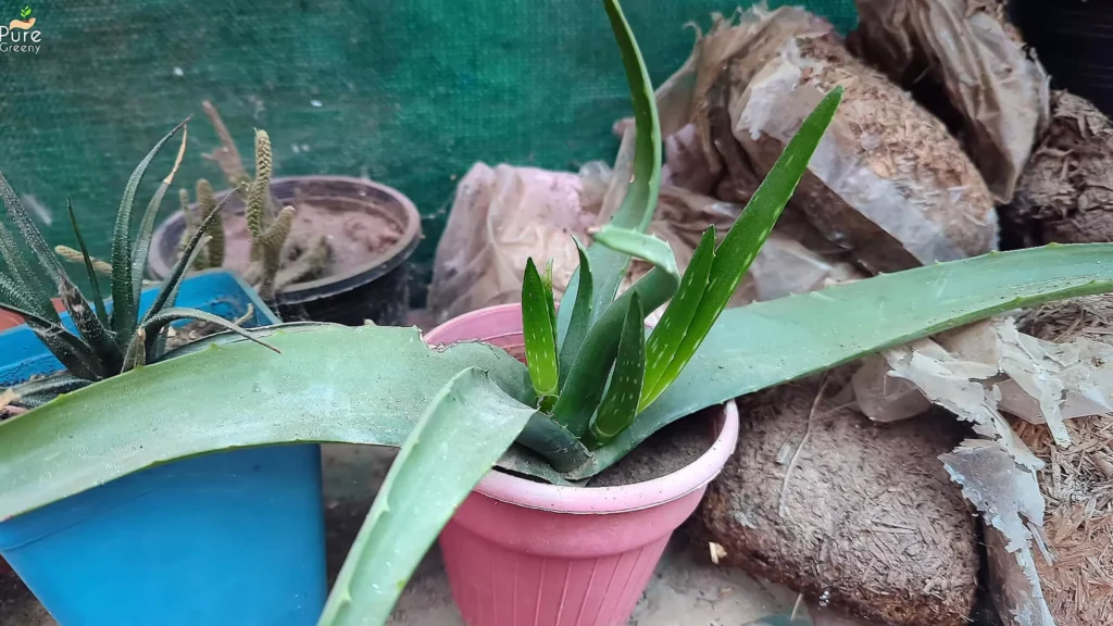 Growing Aloe vera from Cutting
