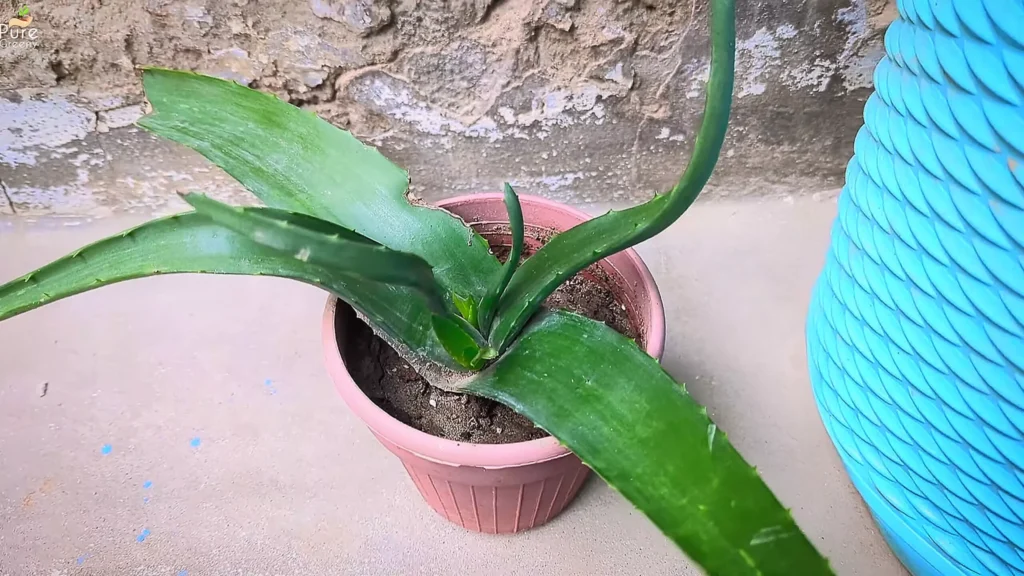Growing Aloe vera from Cutting