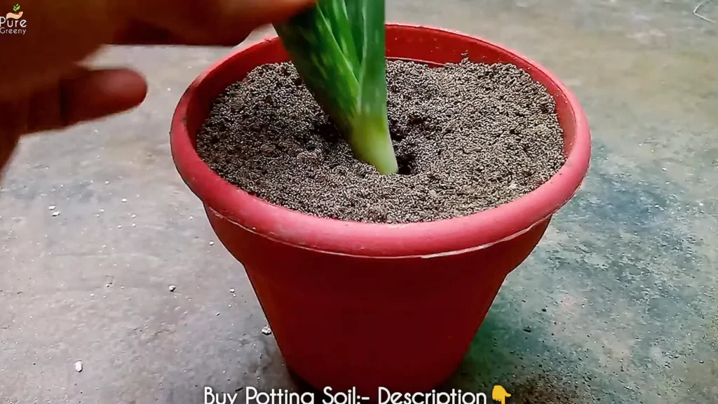 Growing Aloe vera from Cutting