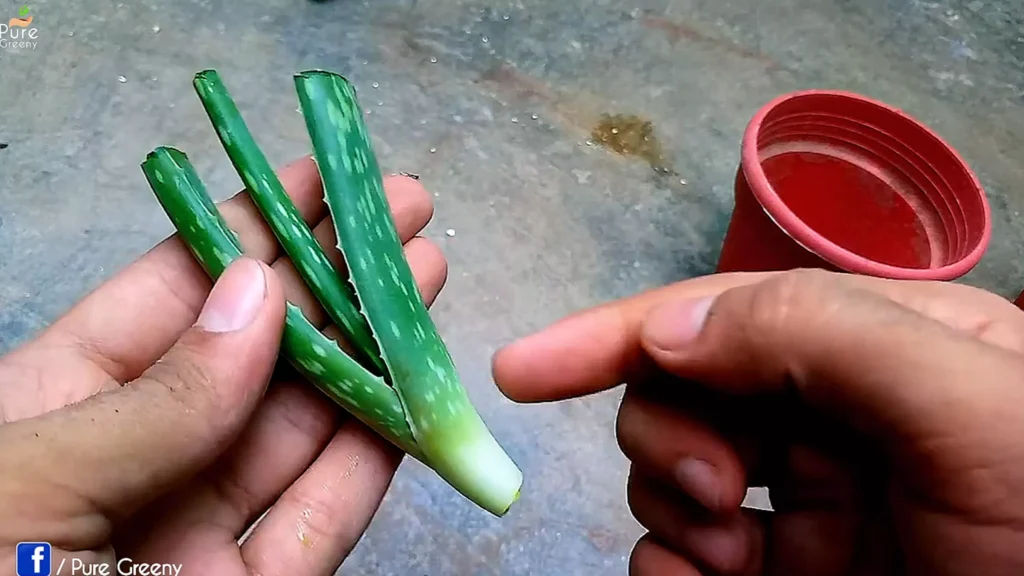 Growing Aloe vera from Cutting