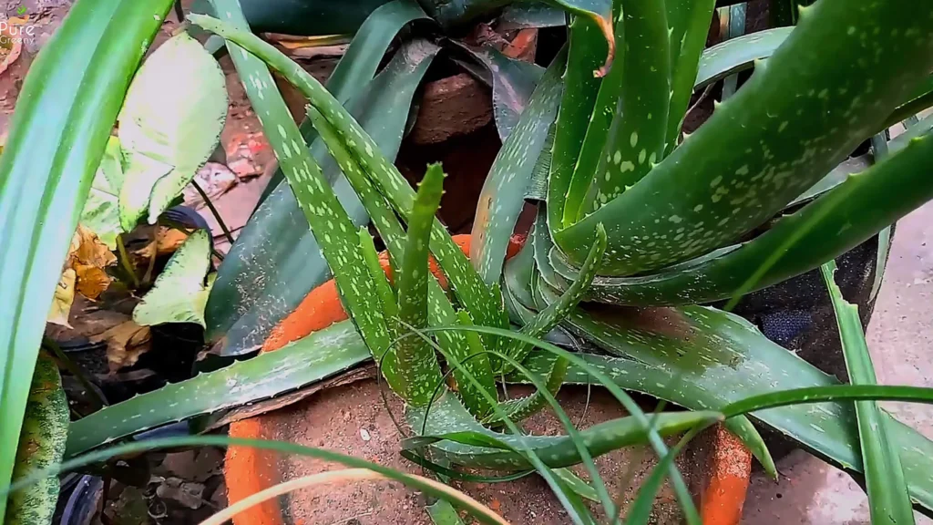 Aloe Vera Plant pups