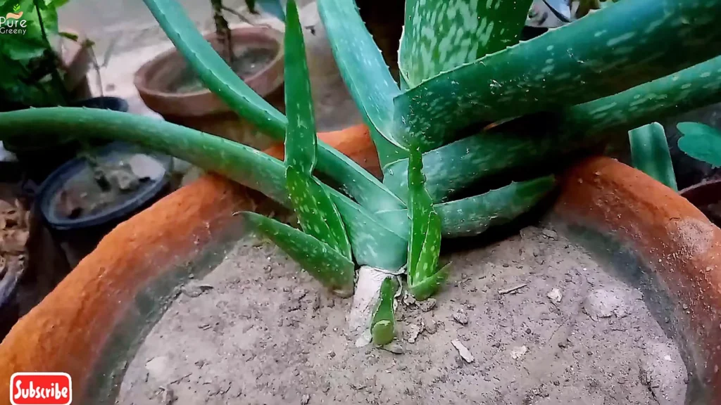 Aloe Vera Plant pups