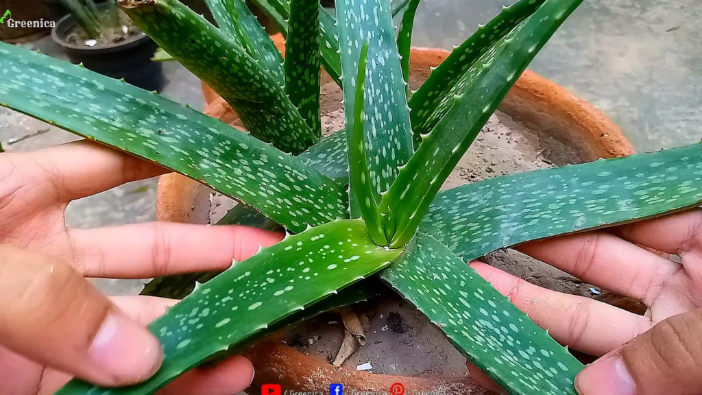 Aloe vera Plant