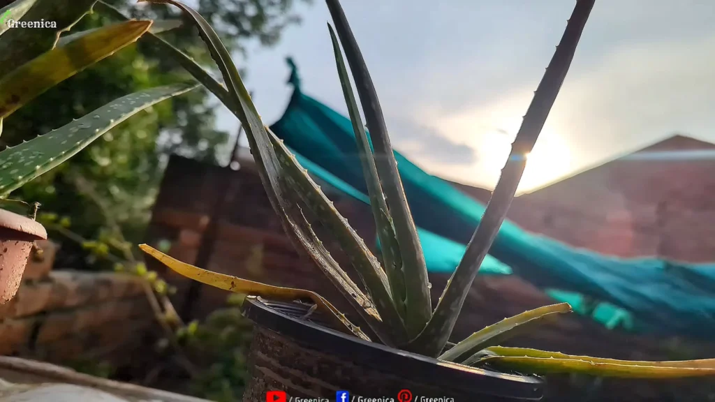 Aloe Vera Plant