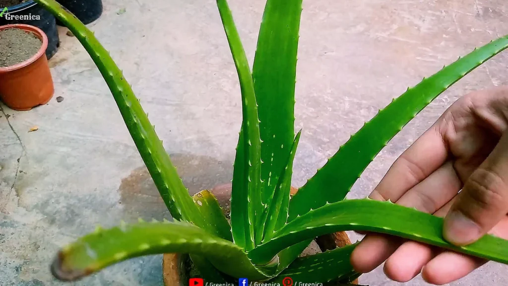 Aloe Vera Plant Leaves