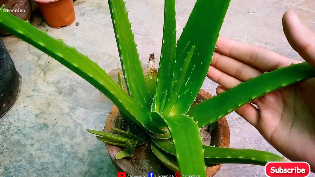 Aloe Vera Plant