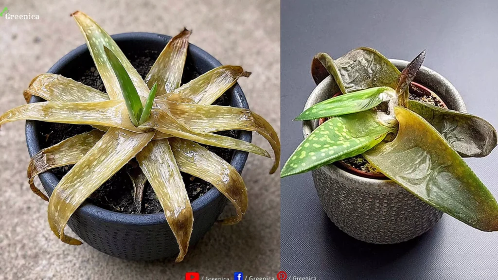 rotting Aloe vera