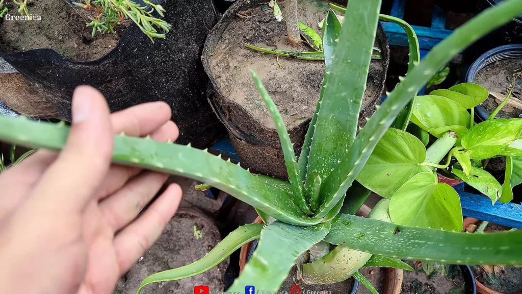 Aloe Vera Plant Leaves