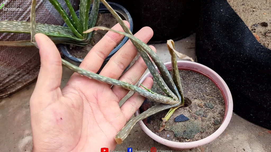 Dying Aloe vera Plant