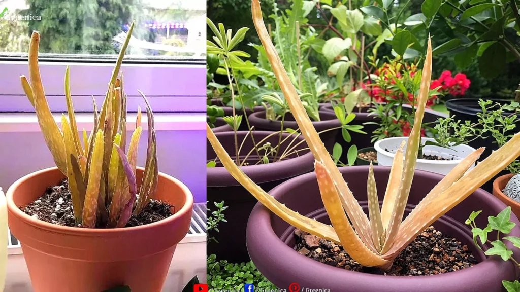 Dying Aloe vera Plant