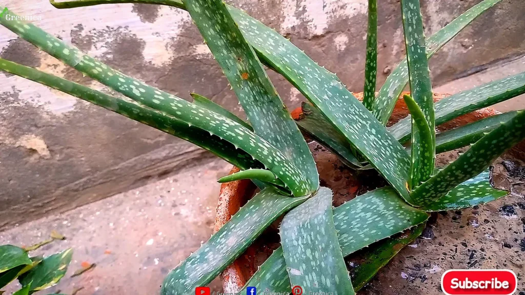 Aloe Vera Plant