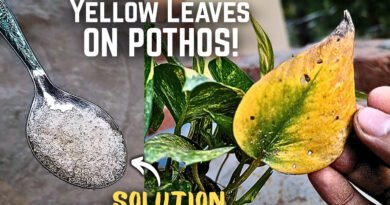 Why Are My Pothos Leaves Turning Yellow? (Causes & Fix)