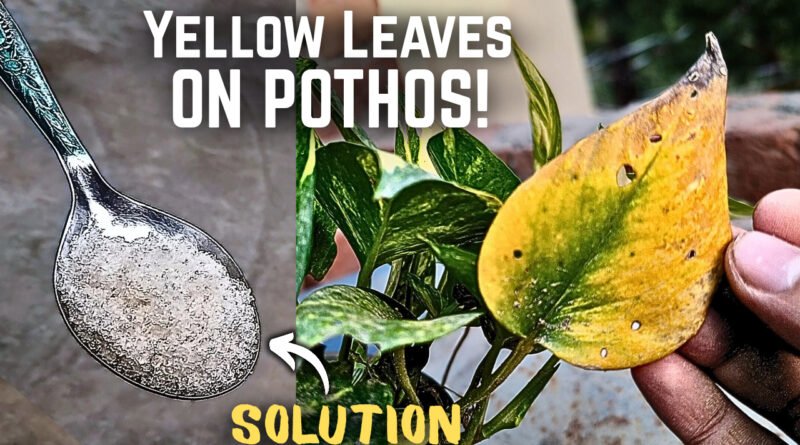 Why Are My Pothos Leaves Turning Yellow? (Causes & Fix)
