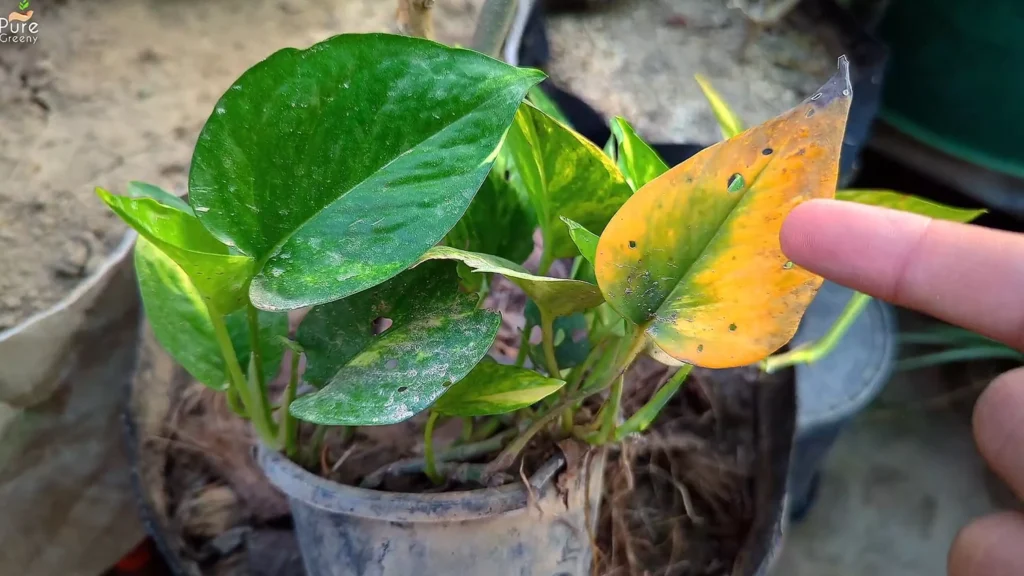 Why Are My Pothos Leaves Turning Yellow?