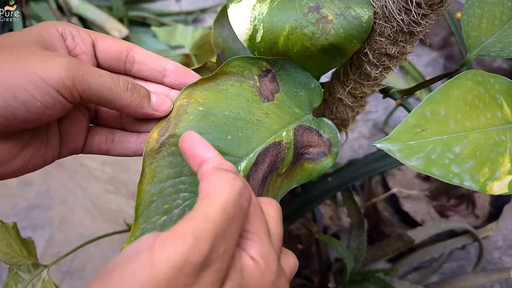 Pothos Leaves Turn Yelow