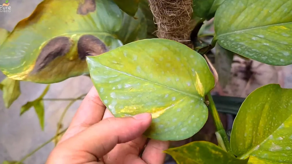 Pothos Leaves Turn Yelow