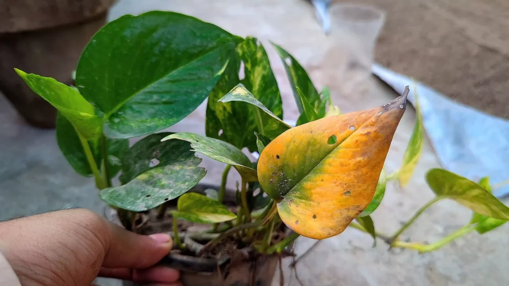 Yellowing Leaves of Pothos