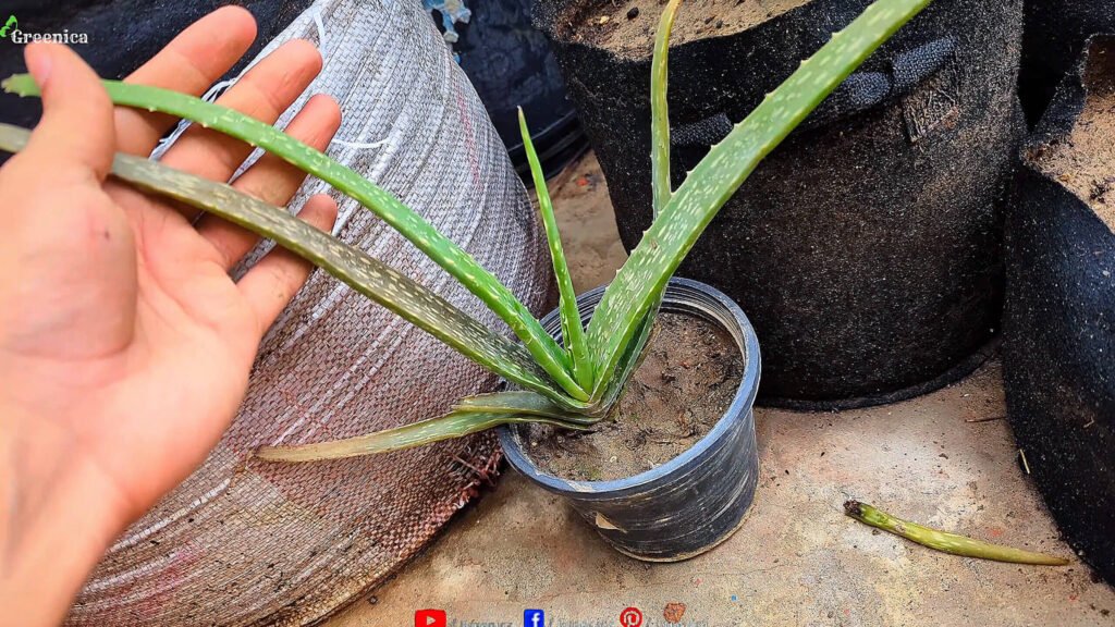aloe Vera Plant