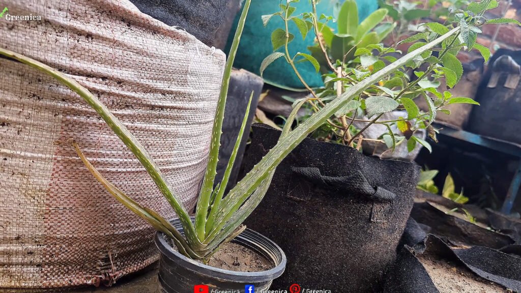 aloe Vera Plant