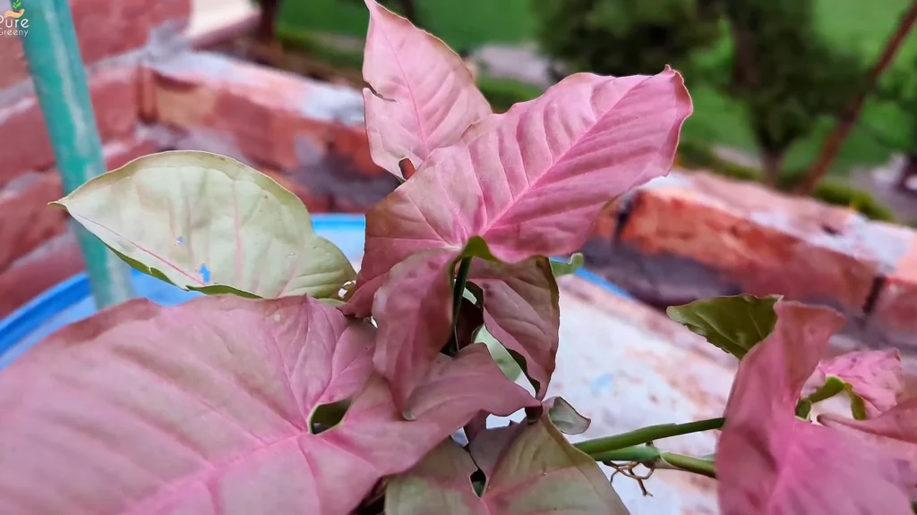 Pink ArrowHead Plant