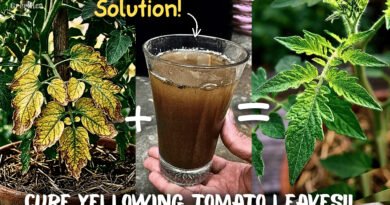 Tomato Plant Leaves Turning Yellow: 4 Causes & Fixes