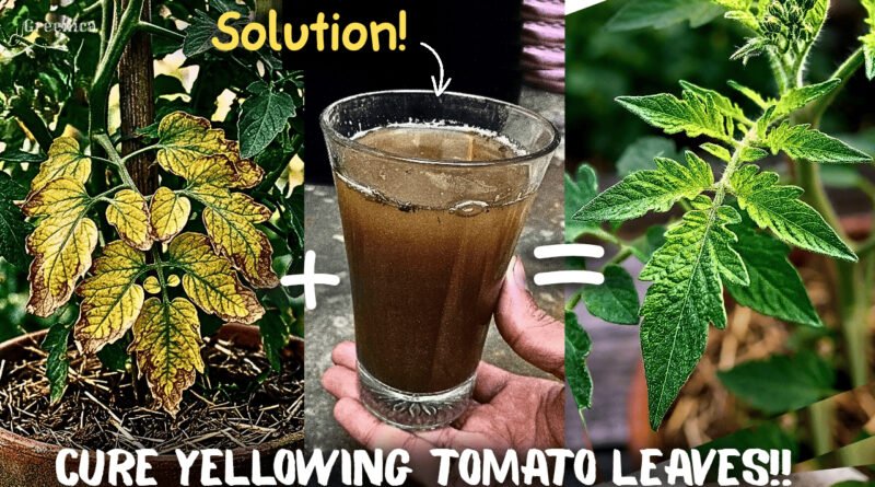 Tomato Plant Leaves Turning Yellow: 4 Causes & Fixes