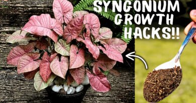 Pink Syngonium Not Growing? 4 Care Tips to Grow It Faster