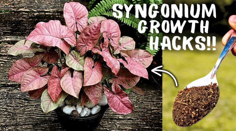 Pink Syngonium Not Growing? 4 Care Tips to Grow It Faster