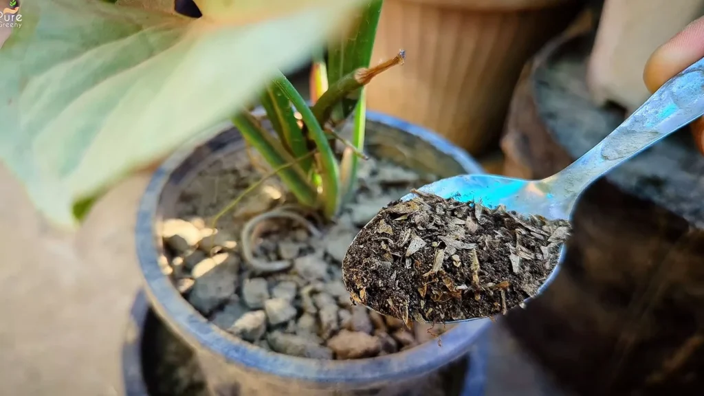 Fertilizer for Pink Syngonium Plant