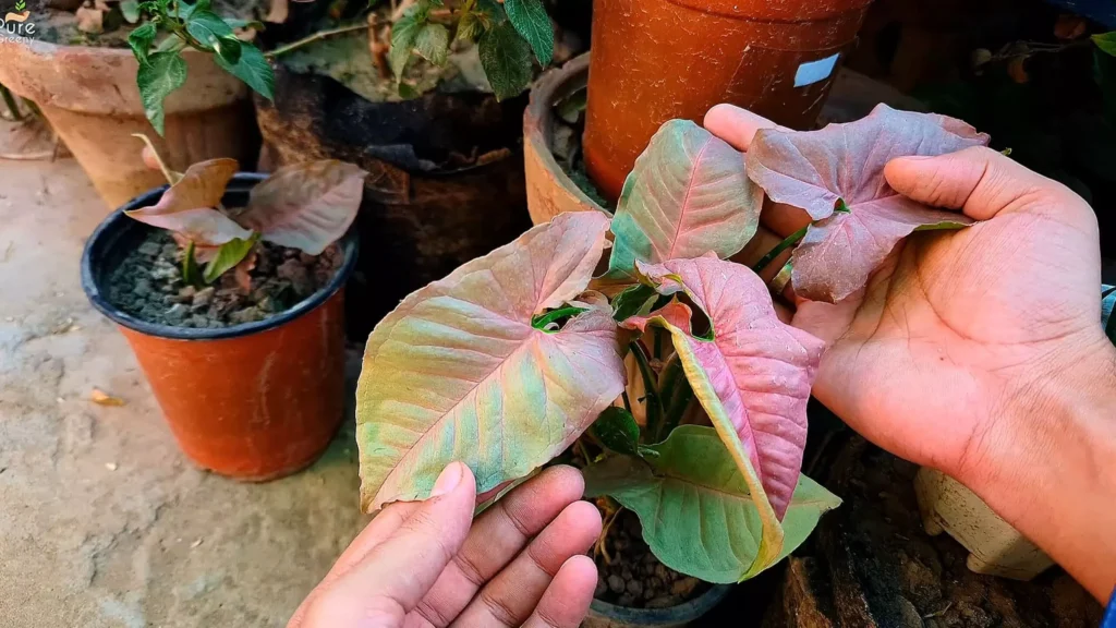 Pink Syngonium Plant
