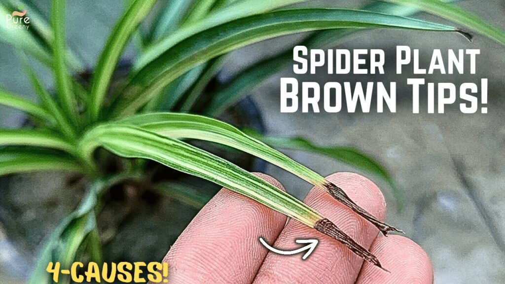 Why Are the Tips of My Spider Plant Turning Brown?