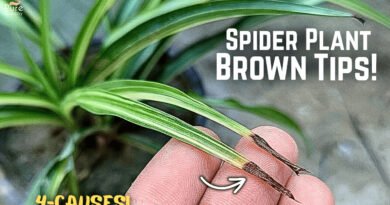 Why Are the Tips of My Spider Plant Turning Brown?