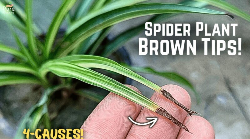 Why Are the Tips of My Spider Plant Turning Brown?